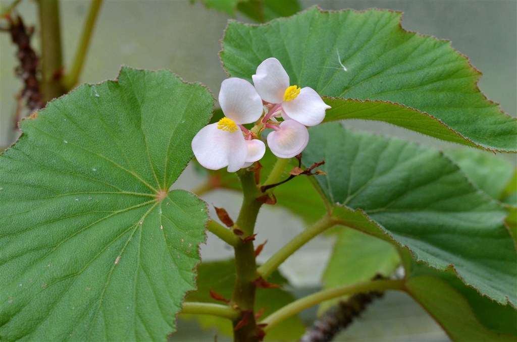 B. dipetala var. dipetala